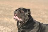 CANE CORSO 1397